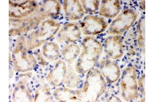 IHC testing of frozen mouse kidney tissue with CYP1A1 antibody. (CYP1A1 Antikörper  (AA 183-320))