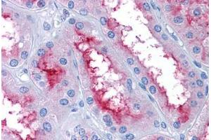Human Kidney: Formalin-Fixed, Paraffin-Embedded (FFPE) (GCC2 Antikörper  (AA 1174-1185))