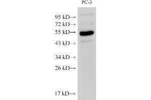 Western Blot analysis of PC-3 cells using Chromogranin A Polyclonal Antibody at dilution of 1:500 (Chromogranin A Antikörper)