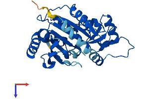 PNP Protein (AA 1-289) (His tag)