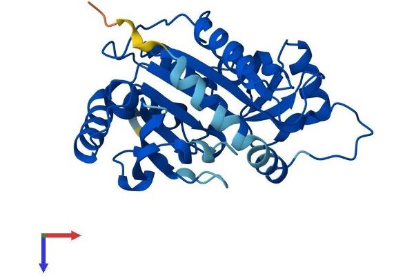 PNP Protein (AA 1-289) (His tag)
