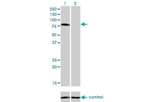 CD97 antibody  (AA 421-529)