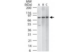 Western blot analysis of 30 ug of total cell lysate from A) Daudi, B) HeLa, and C) mouse NIH/3T3 cells.
