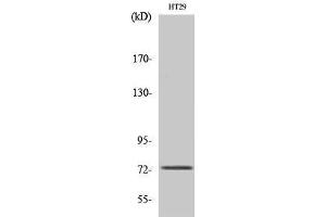 Western Blotting (WB) image for anti-Eomesodermin (EOMES) (N-Term) antibody (ABIN3180609) (EOMES Antikörper  (N-Term))