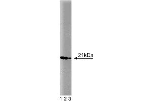 Western blot analysis of Bax on a HepG2 cell lysate (Human hepatocellular carcinoma, ATCC HB-8065). (BAX Antikörper  (AA 55-178))