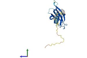 AlphaFold protein structure predicition of Mouse Recombinant Nicn1 Protein, UniprotID Q9CQM0 (NICN1 Protein (AA 1-213) (His tag))