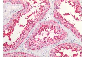 Immunohistochemistry staining of human testis (paraffin sections) using anti-HSP90 alpha/beta (MBH90AB). (HSP90 alpha/beta Antikörper  (N-Term))