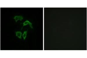 Immunofluorescence (IF) image for anti-Olfactory Receptor 2A4 (OR2A4) (AA 231-280) antibody (ABIN2890974) (OR2A4 Antikörper  (AA 231-280))