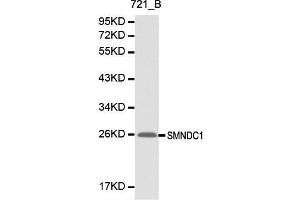 Western blot analysis of 721-B cell lysate using SMNDC1 antibody. (SMNDC1 Antikörper  (AA 1-238))