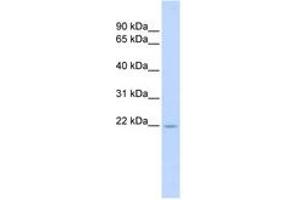 Image no. 1 for anti-Tumor Necrosis Factor (Ligand) Superfamily, Member 18 (TNFSF18) (AA 108-157) antibody (ABIN6743428)