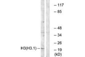 Western blot analysis of extracts from A549 cells, using Histone H3 (Ab-3) Antibody.