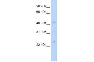 Gja4 antibody (20R-1255) used at 0. (GJA4 Antikörper  (N-Term))