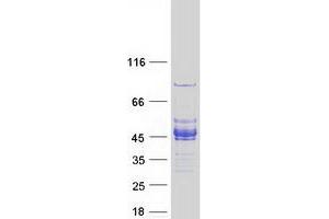 Validation with Western Blot (FAM84B Protein (Myc-DYKDDDDK Tag))