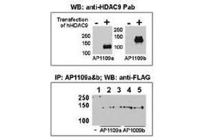 Image no. 1 for anti-Histone Deacetylase 9 (HDAC9) (N-Term) antibody (ABIN356655) (HDAC9 Antikörper  (N-Term))