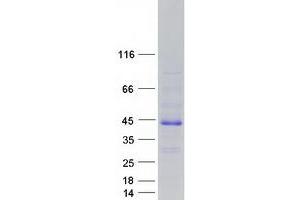 Validation with Western Blot (FAM122B Protein (Myc-DYKDDDDK Tag))