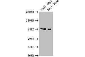 Western Blot Positive WB detected in: Raji whole cell lysate All lanes: CD19 antibody at 1:2000 Secondary Goat polyclonal to Mouse IgG at 1/10000 dilution Predicted band size: 61 kDa Observed band size: 95 kDa (CD19 Antikörper  (AA 20-291))
