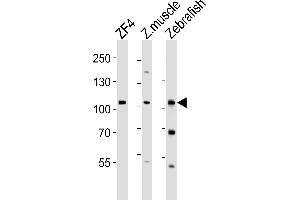Western blot analysis of lysates from ZF4 cell line, zebra fish muscle, Zebrafish tissue lysate(from left to right), using (DANRE) zte25 Antibody (N-term) Azb18715a. (AGBL2 Antikörper  (AA 92-126))