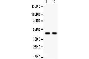 Anti- Hsp47 Picoband antibody, Western blotting All lanes: Anti Hsp47  at 0.