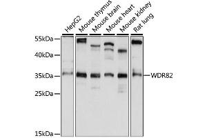 Western blot analysis of extracts of various cell lines, using WDR82 antibody (ABIN6294098) at 1:1000 dilution. (WDR82 Antikörper)