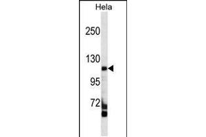 Western blot analysis in Hela cell line lysates (35ug/lane). (FAM65C Antikörper  (C-Term))