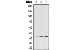 Western blot analysis of PEX3 expression in HEK293T (A), NIH3T3 (B), H9C2 (C) whole cell lysates.