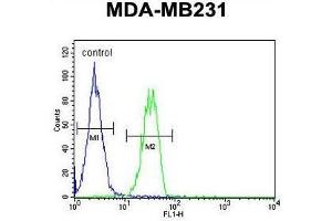 B4GALT6 Antibody (C-term) flow cytometric analysis of MDA-MB231 cells (right histogram) compared to a negative control cell (left histogram).