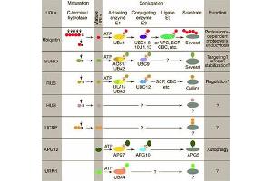 Conjugation pathways for ubiquitin and ubiquitin-like modifiers (UBLs). (SUMO1 Antikörper)