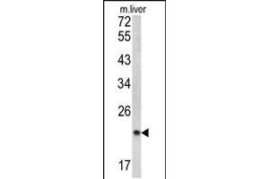 Western blot analysis of SPCS3 antibody in mouse liver tissue lysates (35ug/lane) (SPCS3 Antikörper  (C-Term))