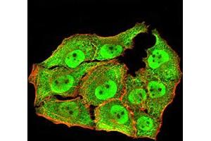 Immunofluorescence analysis of Hela cells using ANAPC10 mouse mAb (green). (ANAPC10 Antikörper  (AA 1-185))