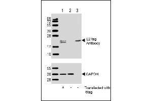 All lanes : Anti-E2 tag Antibody at 1:1000 dilution (upper) or GDH (lower) Lane 1: 293T/17 transfected with 6tag lysate (1 μg) Lane 2: Non-transfected 293T/17 lysate (1 μg) Lane 3: 6tag recombinant protein lysate (0. (E2 Tag Antikörper)