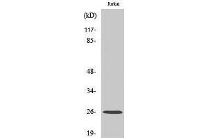 Western Blotting (WB) image for anti-Ephrin A5 (EFNA5) (C-Term) antibody (ABIN3172788) (Ephrin A5 Antikörper  (C-Term))