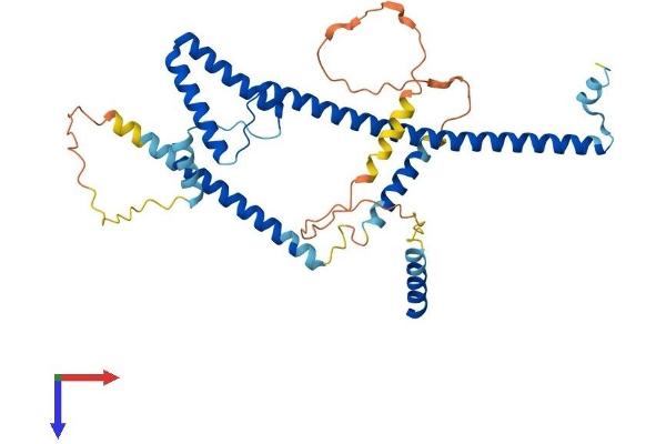 SURF6 Protein (AA 1-361) (His tag)