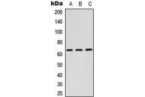 Western blot analysis of RAB11FIP1 expression in HEK293T (A), Raw264.