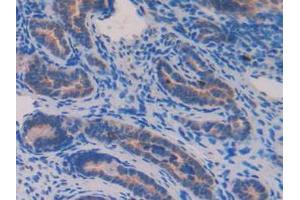 Immunohistochemistry (IHC) image for anti-Nucleobindin 2 (NUCB2) (AA 25-420) antibody (ABIN7442231)