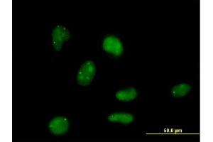 Immunofluorescence of purified MaxPab antibody to E4F1 on HeLa cell. (E4F1 Antikörper  (AA 1-784))