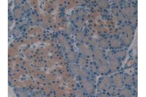 IHC-P analysis of Rat Pancreas Tissue, with DAB staining. (Superoxide dismutase copper chaperone Antikörper  (AA 27-268))