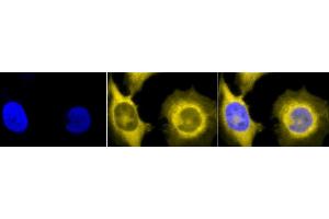 Immunocytochemistry/Immunofluorescence analysis using Rat Anti-GRP94 Monoclonal Antibody, Clone 9G10 (ABIN361653 and ABIN361654). (GRP94 Antikörper)