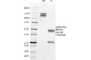 SDS-PAGE Analysis Purified with Nucleolin Monoclonal Antibody (364-5). (Nucleolin Antikörper)