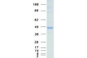 Western Blotting (WB) image for Interferon Regulatory Factor 9 (IRF9) protein (Myc-DYKDDDDK Tag) (ABIN2723813)