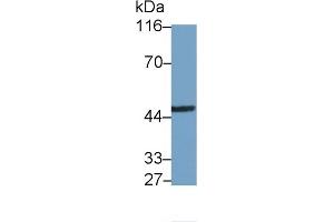 IRAK4 Antikörper  (AA 189-427)