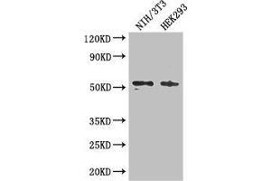 Western Blot Positive WB detected in: NIH/3T3 whole cell lysate, HEK293 whole cell lysate All lanes: RTCB antibody at 3 μg/mL Secondary Goat polyclonal to rabbit IgG at 1/50000 dilution Predicted band size: 56 kDa Observed band size: 56 kDa (C22orf28 Antikörper  (AA 52-229))