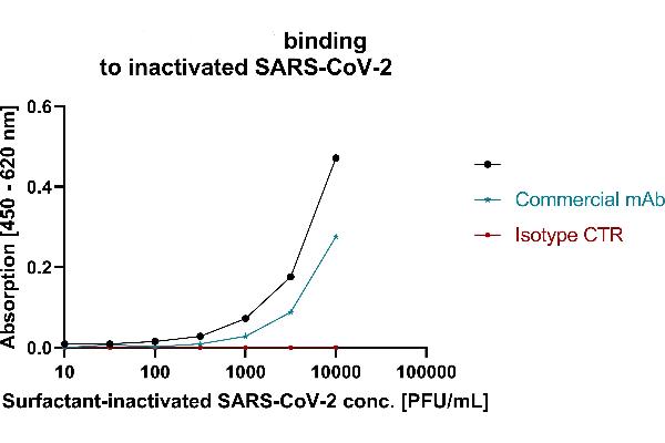 Rekombinanter SARS-CoV-2 Nucleocapsid Antikörper  (Whole Molecule)