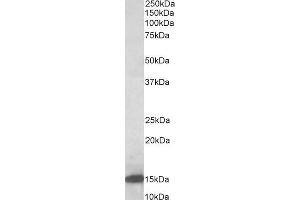 ABIN5539727 (0. (LGALS1/Galectin 1 Antikörper  (AA 100-112))