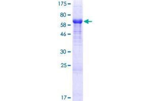 RIMKLA Protein (AA 1-350) (GST tag)