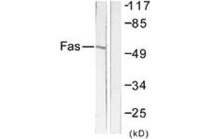 Western blot analysis of extracts from LOVO cells, using FAS Antibody. (FAS Antikörper  (AA 281-330))