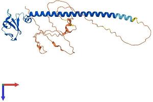 RNF212 Protein (AA 1-297) (His tag)