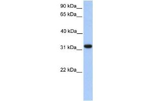Western Blotting (WB) image for anti-Electron-Transfer-Flavoprotein, alpha Polypeptide (ETFA) antibody (ABIN2459725) (ETFA Antikörper)