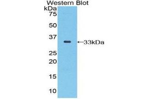 Western Blotting (WB) image for anti-Selenoprotein P1, Plasma (SEPP1) (AA 60-274) antibody (ABIN1860529)