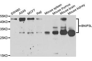 Western blot analysis of extracts of various cell lines, using BNIP3L antibody. (BNIP3L/NIX Antikörper)