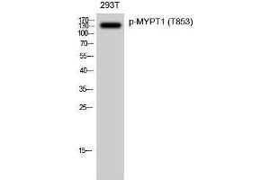 Western Blotting (WB) image for anti-Myosin Phosphatase, Target Subunit 1 (PPP1R12A) (pThr853) antibody (ABIN3173235) (PPP1R12A Antikörper  (pThr853))